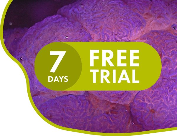 7 days Free trial course What you need to know